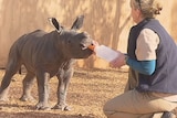 Baby rhino makes public debut at Werribee zoo