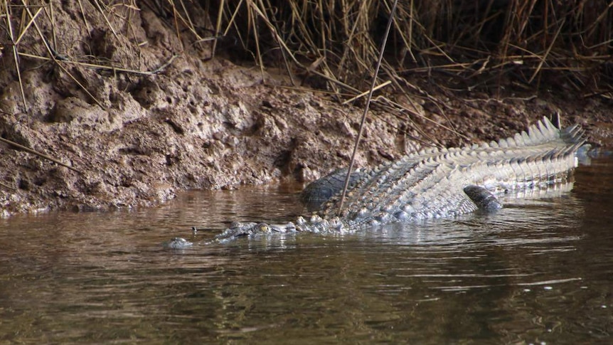 A saltwater crocodile lies in water with an arrow protruding from its spine