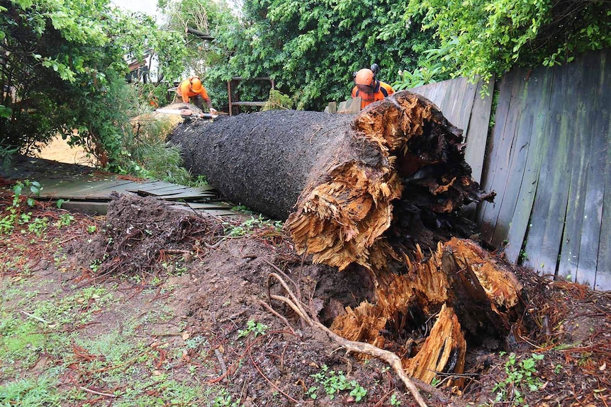 A fallen tree that has crashed through a house fence and yard