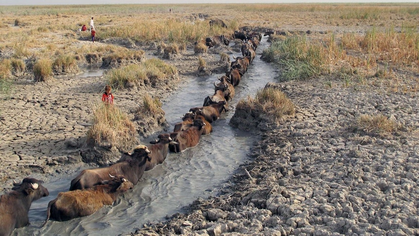 Water buffalo make their way throw muddy shallow water holes