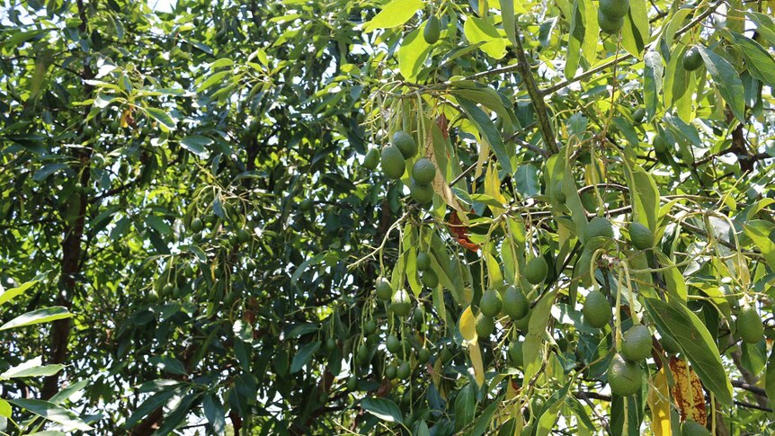 Avocado trees bearing fruit.