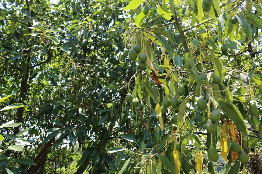 Avocado trees bearing fruit.