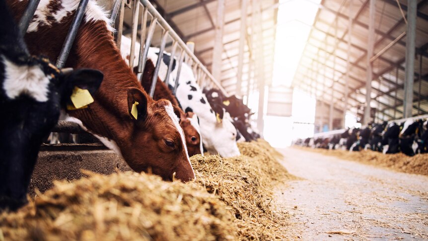 A row of cows eat fodder on a dairy farm