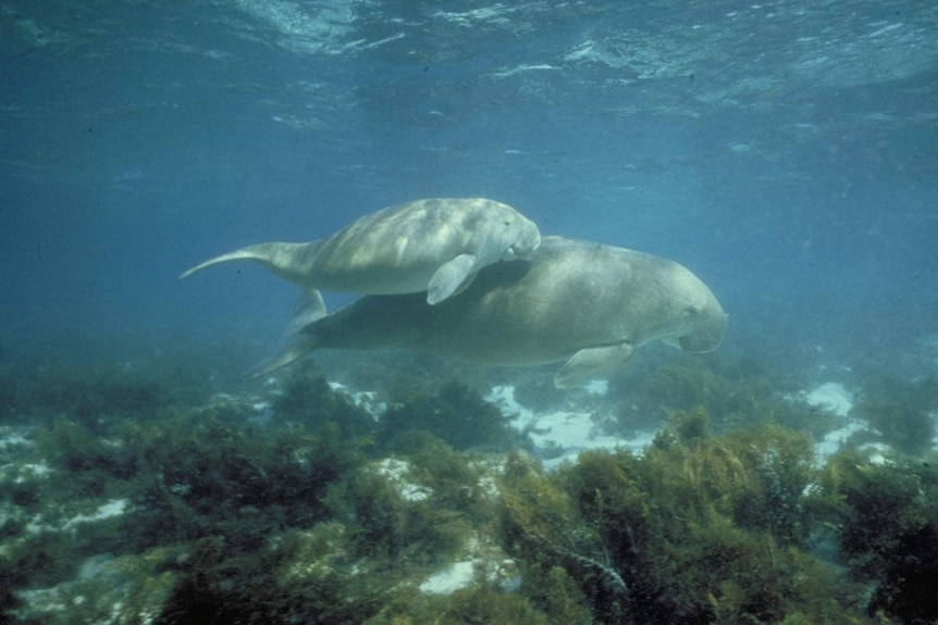 un veau dugong et sa mère nageant