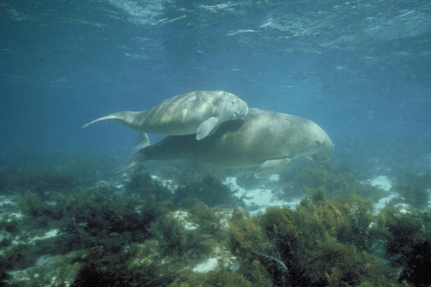 Foca e madre che nuotano