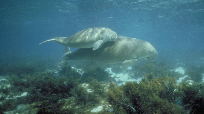 a dugong calf and mother swimming
