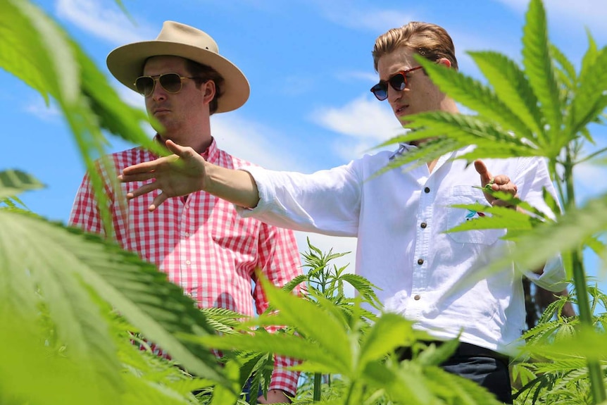 Young Queensland entrepreneurs Lauchlan Grout and Harrisson Lee stands in a commercial crop of hemp.