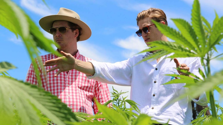 Young Queensland entrepreneurs Lauchlan Grout and Harrisson Lee stands in a commercial crop of hemp.