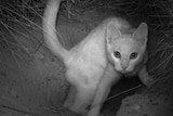 Black and white photo of a cat in a bilby burrow