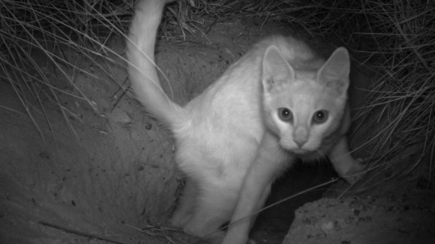 Black and white photo of a cat in a bilby burrow