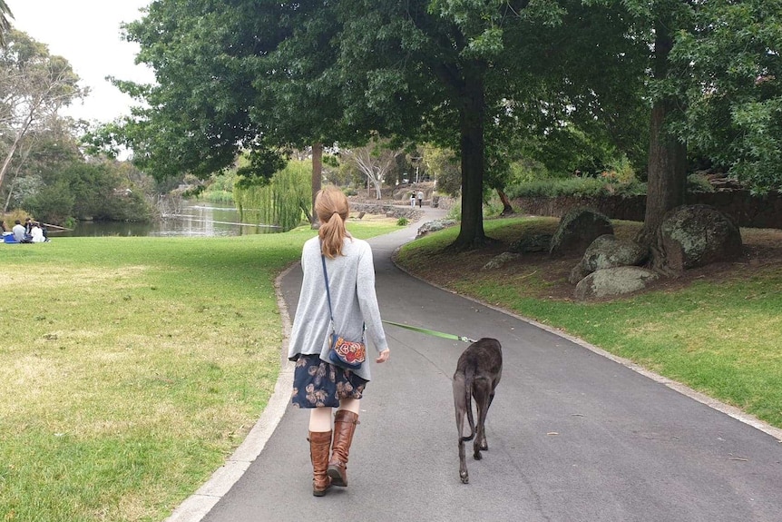 A woman walks a greyhound on a lead along a path in a park with trees on either side.