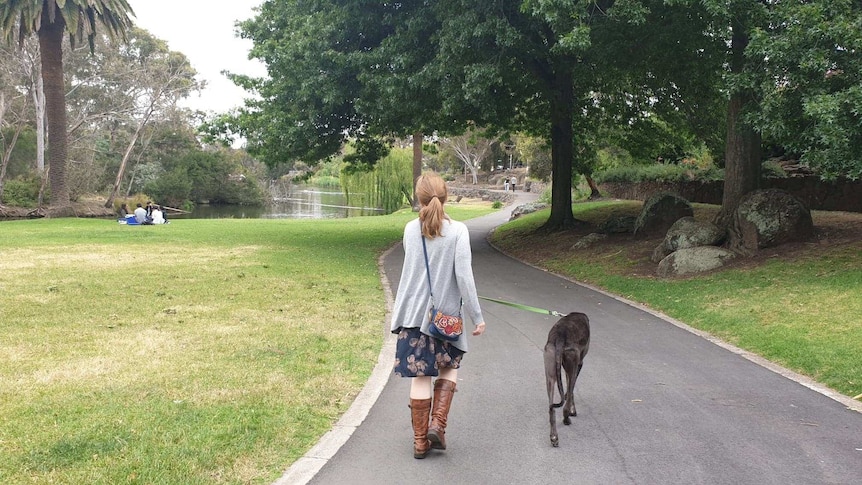 A woman walks a greyhound on a lead along a path in a park with trees on either side.