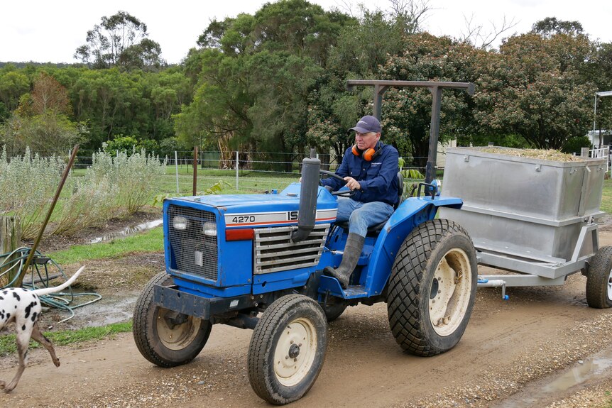 A long-distance shot of a man in blue jeans, top, gum boots, cap, on his tractor towing a trailer full of shredded teat tree.