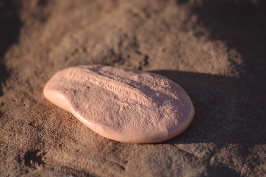 A Spriggina fossil