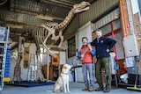 Proud preparators Ewin Wood and Peter Swinkels with their finished Muttaburrasaurus skeleton in Castlemaine.