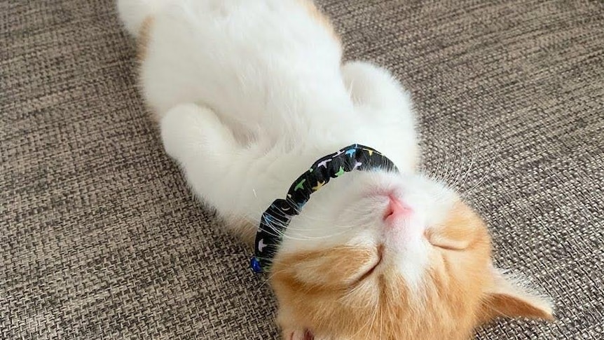 A ginger cat lying flat cat on a chair, part of a meme on Chinese social media #TangPing