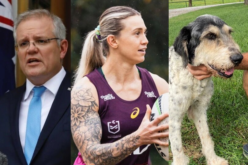 A composite image of Scott Morrison, NRL player Julia Robinson holding a ball and a poodle-hound mix dog.
