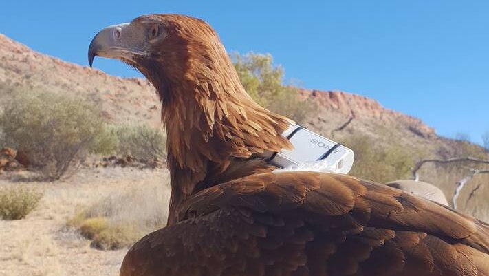 Sonder the eagle from the Alice Springs Desert Park with a camera strapped to his body.
