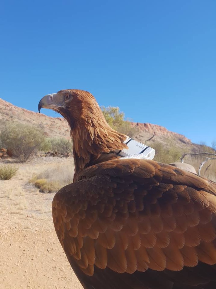 Sonder the eagle from the Alice Springs Desert Park with a camera strapped to his body.