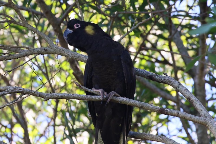The cockatoo is high in a tree looking to the side with a yellow flush of feathers on its cheek.