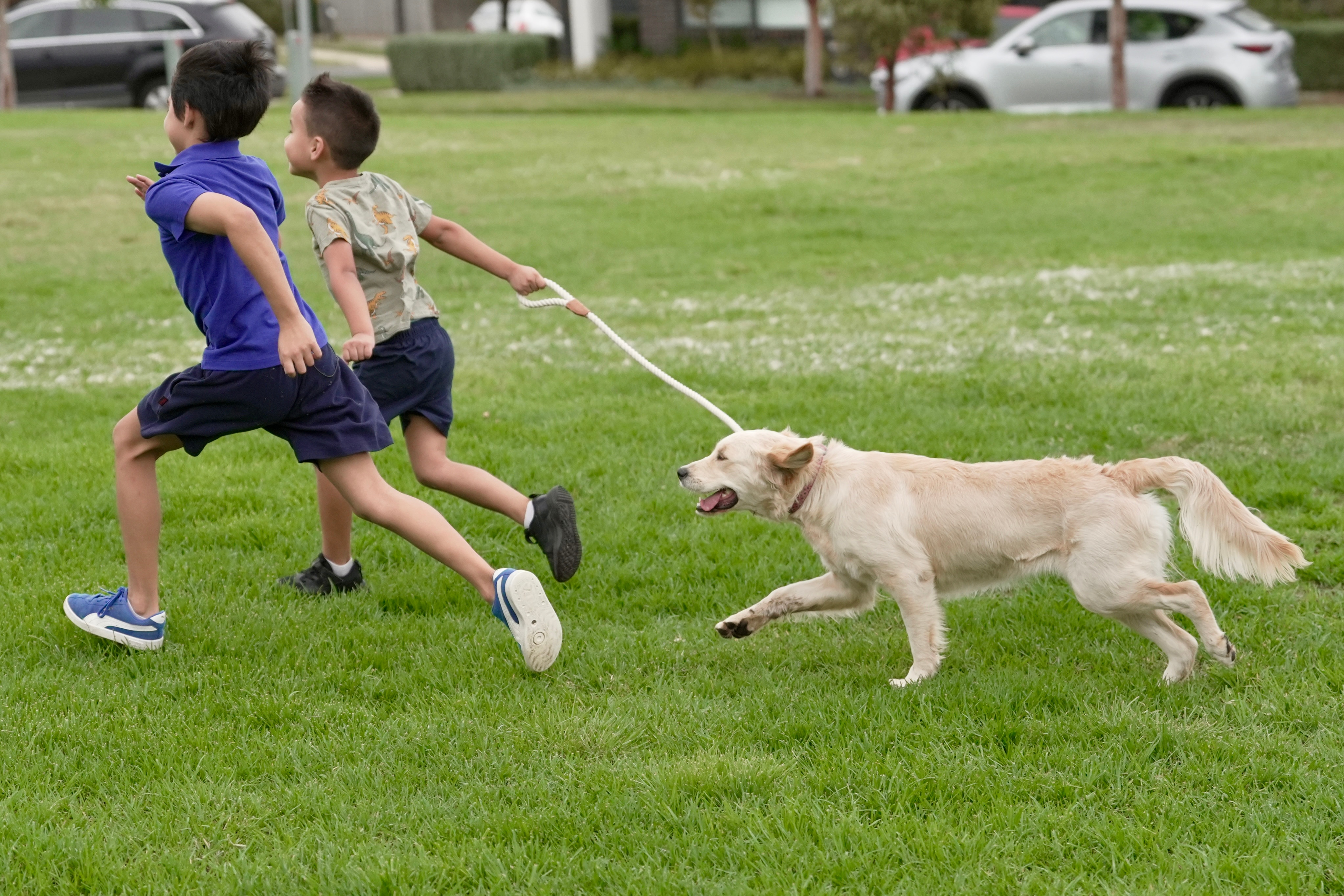 Dos niños pequeños corren en un parque mientras un perro golden retriever corre tras ellos