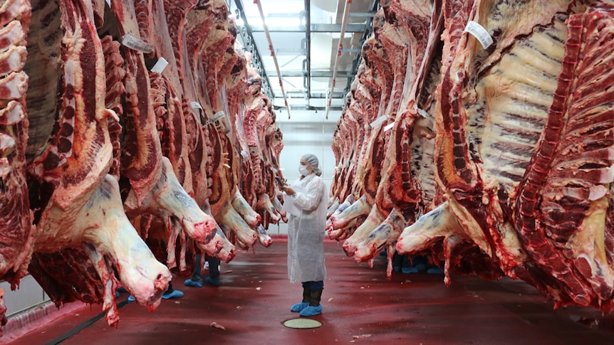 Student wearing white hair net, jacket and face mask stands among the carcasses hanging in an abattoir.