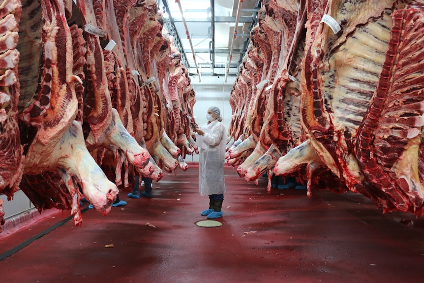 Student wearing white hair net, jacket and face mask stands among the carcasses hanging in an abattoir.