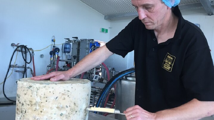 Tamborine Mountain artisan cheese maker Michael Reeve removes an iron from an aged cheddar to test for texture and taste