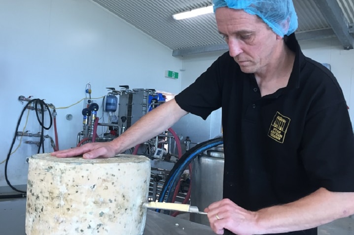 Tamborine Mountain artisan cheese maker Michael Reeve removes an iron from an aged cheddar to test for texture and taste
