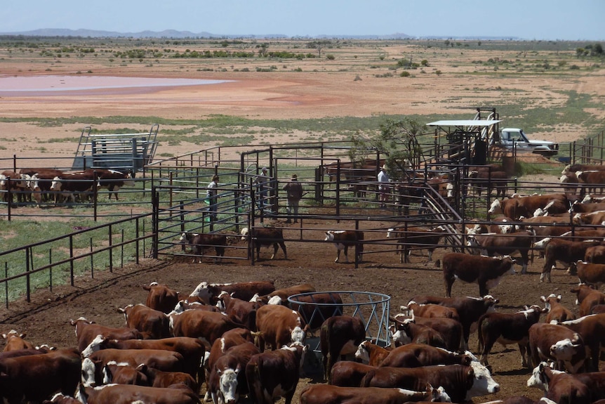 Cattle mustered into yards on an outback station.