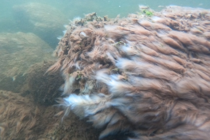 Furry rocks in a river.