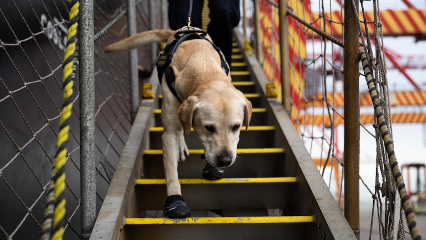 A golden retriever sniffer dogs climbs down stairs of a ship docked in a port