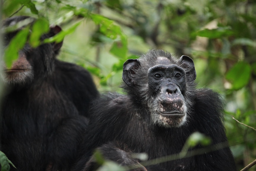 Two chimpanzees sitting in a forest