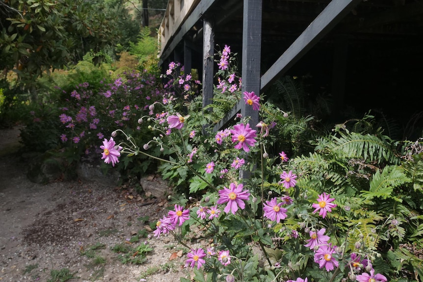 Purple flowers under a deck. 