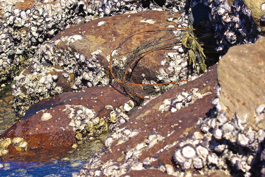A discarded fishing implement lies among boulders with oysters stuck to their surface.