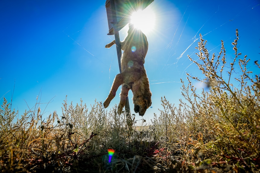 A dead dingo is hanging from a sign by its tail, in front of bright afternoon sunshine.