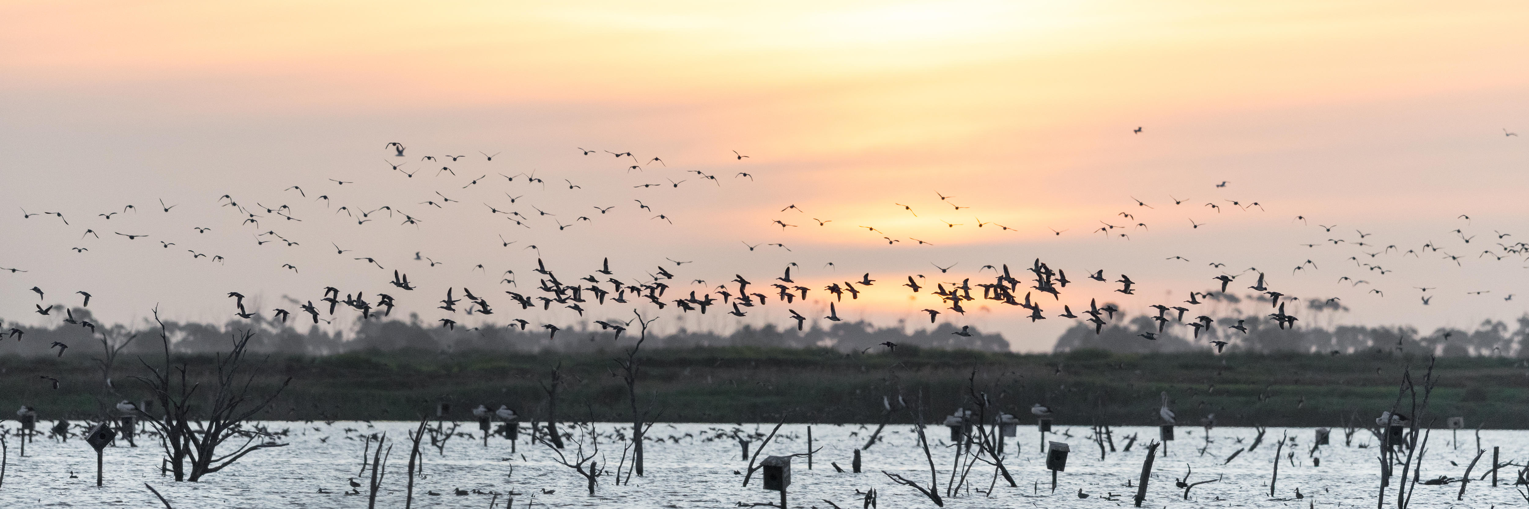 Many ducks flying over a wetland.