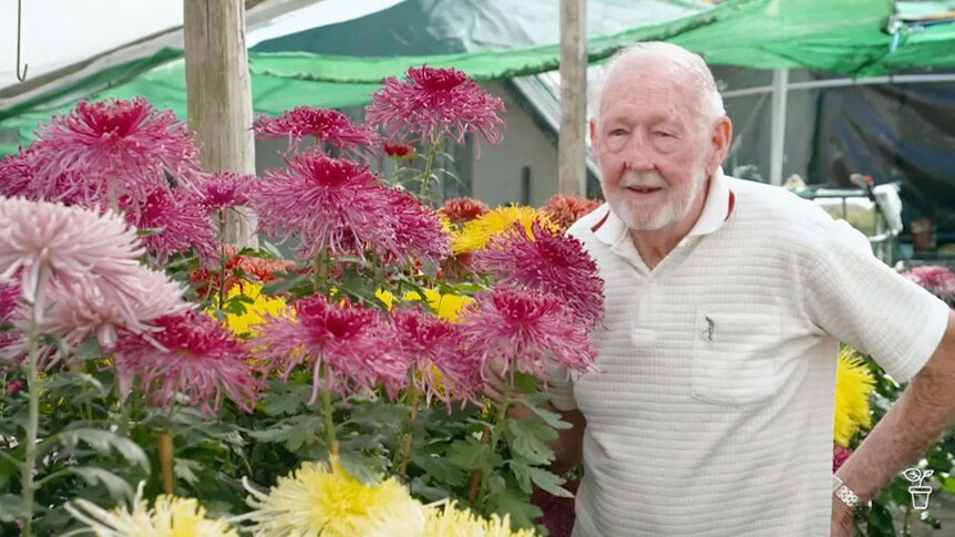 Ron Seaton standing next to some of his chrysanthemums.