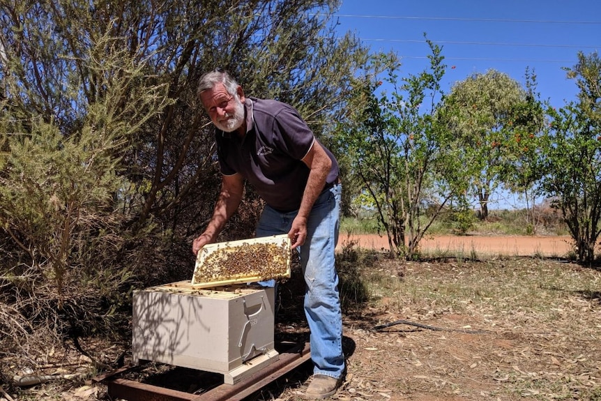 Trevor Monson holds a frame from a hive of European honey bees.