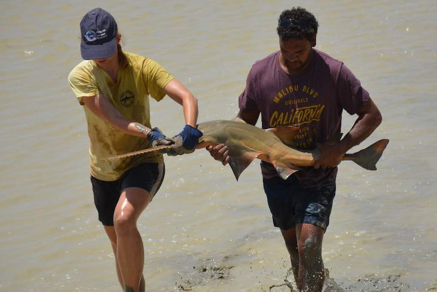A man and a woman carrying a sawfish out of the water
