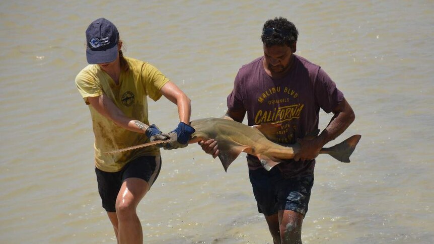 A man and a woman carrying a sawfish out of the water