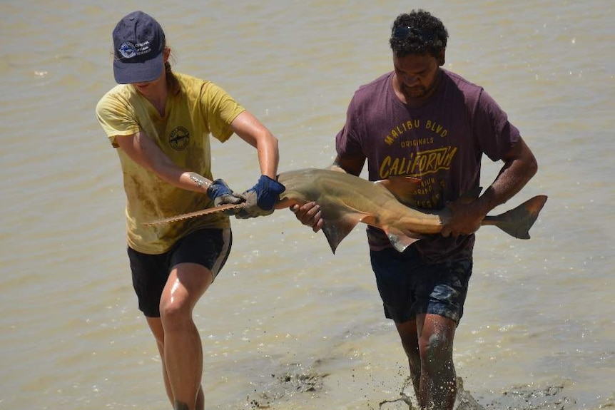 A man and a woman carrying a Sawfish out of the water