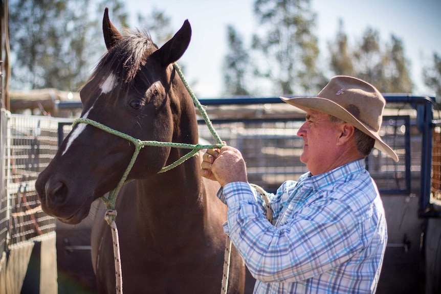 Gerald O'Brien bridles a horse.