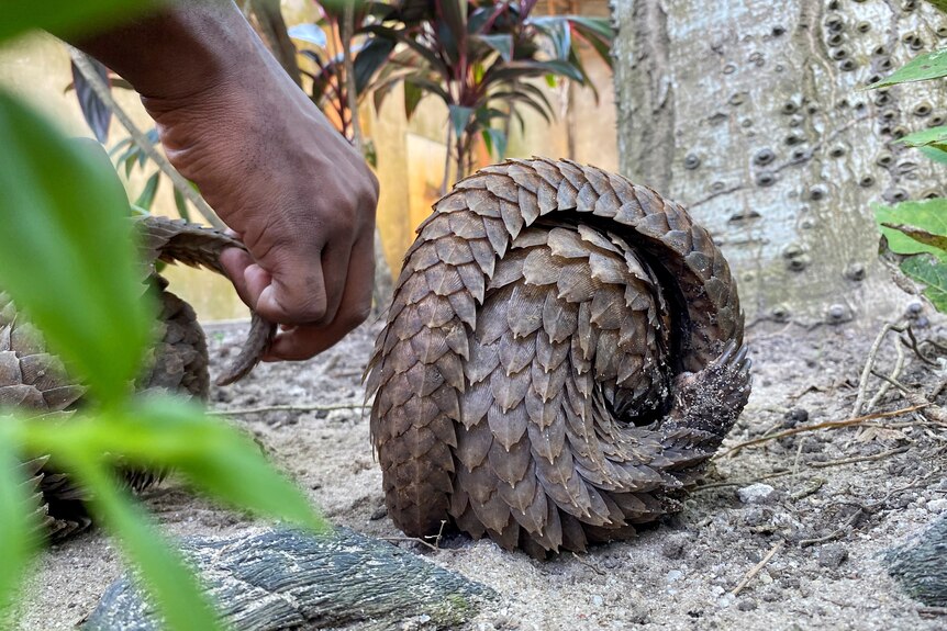 A small scaly creature rolled up in a ball, near a human hand