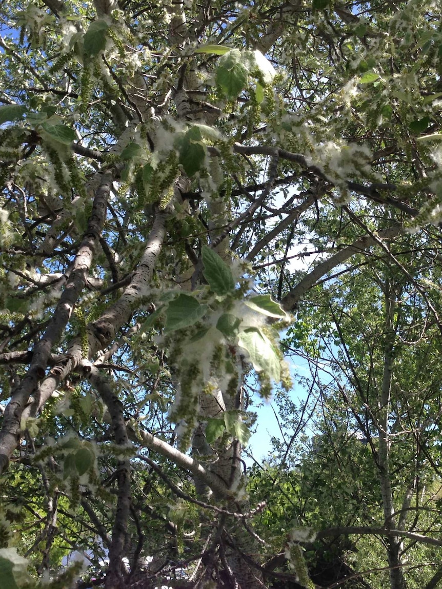 Springtime fluff on the Kapok trees in south Canberra