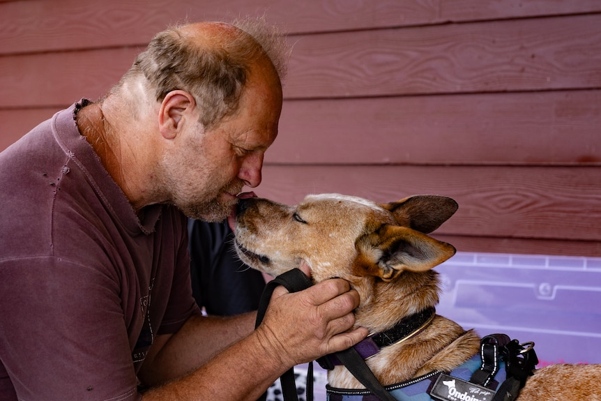 A man kneels down to give a kiss to a red heeler dog