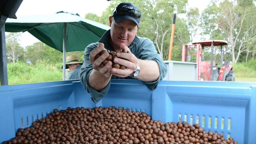 Gray Plantations manager Graham Wessling holds up a handful of harvested macadamias
