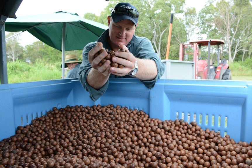 Gray Plantations manager Graham Wessling holds up a handful of harvested macadamias