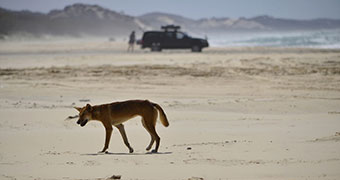 Dingo on beach at Fraser Island off south-east Queensland