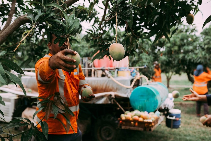 A man, with face hidden by leaves, reaches out to pick a large mango
